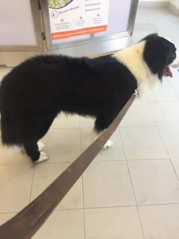 Vendo monta border collie