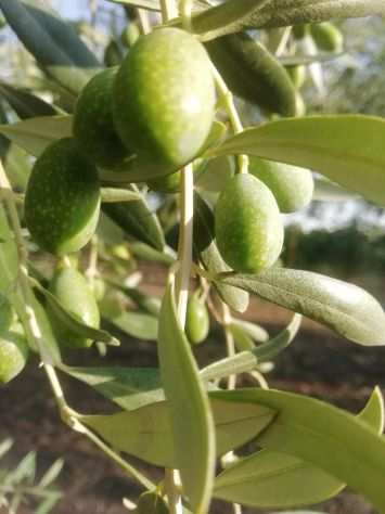 vendo olive da olio