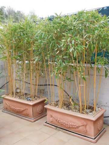 vendo piante bambugrave in vaso