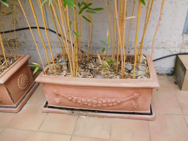 vendo piante bambugrave in vaso