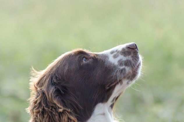 vendo springer spaniel inglese