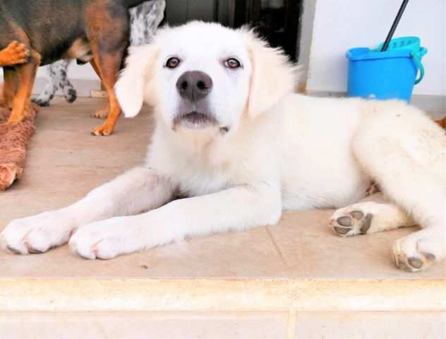 Violetta cucciola SPETTINELLA, bianca e adorabile, 5 mesi