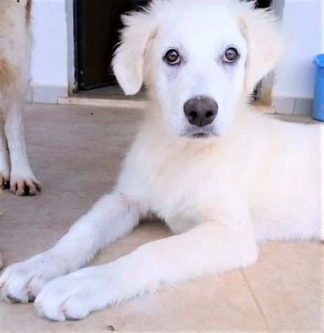 Violetta cucciola SPETTINELLA, bianca e adorabile, 5 mesi