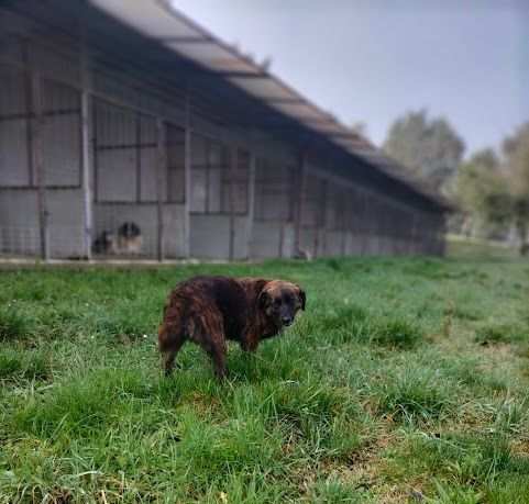 VIRGINIA 3anni buona e socievole