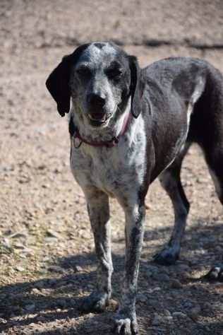 Virginia, una cagnolina da non farsi scappare.