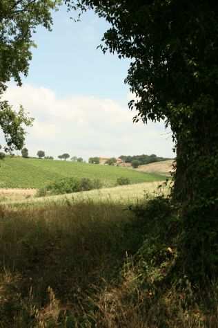 Vitivinicola azienda agricola Toscana