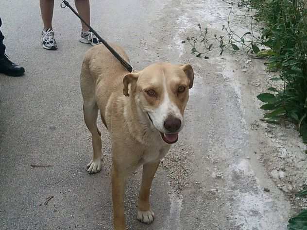 VITO, il cane dei bambini