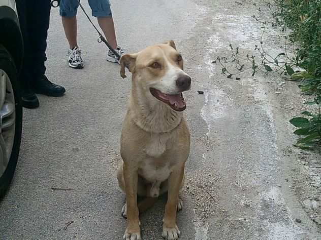 VITO, il cane dei bambini