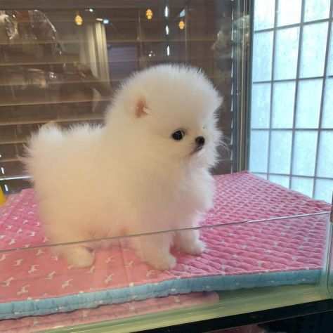 VOLPINI DI POMERANIA CON PEDIGREE