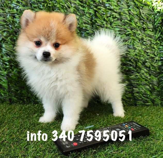 Volpini spitz di pomerania cuccioli bianchie. arancio - pagamento rateale