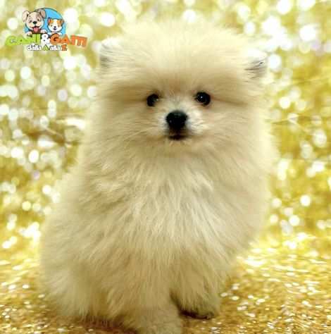 Volpini spitz di pomerania cuccioli color crema- pagamento rateale