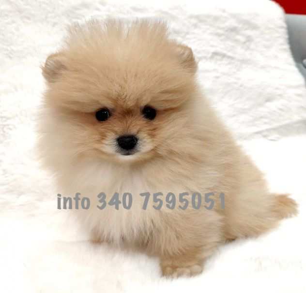 Volpini spitz di pomerania cuccioli color crema- pagamento rateale