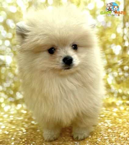 Volpini spitz di pomerania cuccioli color crema- pagamento rateale