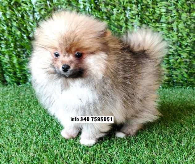 Volpini spitz di pomerania cuccioli da 70 euro al mese