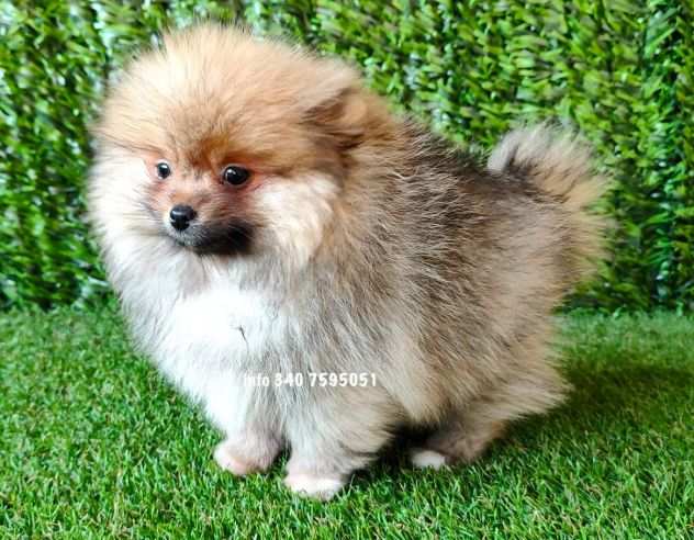 Volpini spitz di pomerania cuccioli da 70 euro al mese