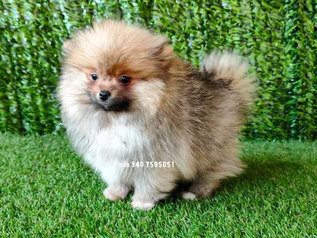 Volpini spitz di pomerania cuccioli da 70 euro al mese