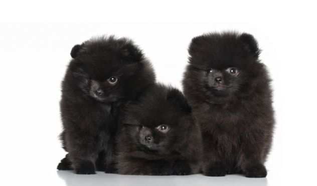 Volpini spitz di pomerania cuccioli neri - pagamento rateale