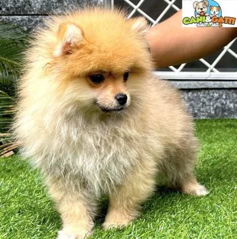 Volpini spitz di pomerania cuccioli - pagamento rateale