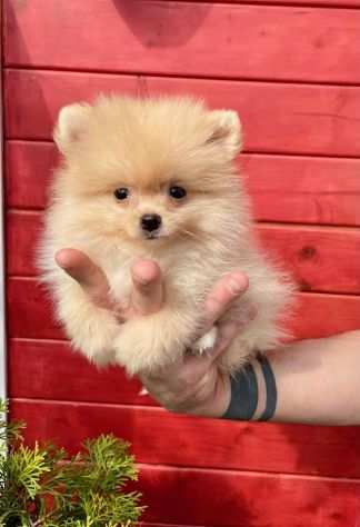 Volpini spitz di pomerania cuccioli - pagamento rateale