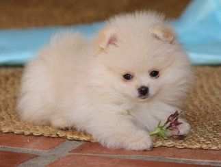 Volpini spitz di pomerania cuccioli pagamento rateizzato