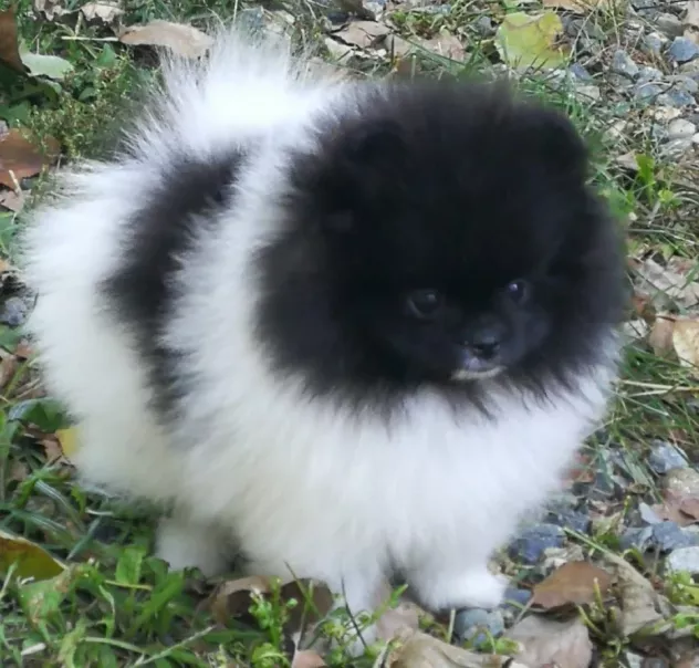 volpino spitz di pomerania cuccioli da 70 euro al mese