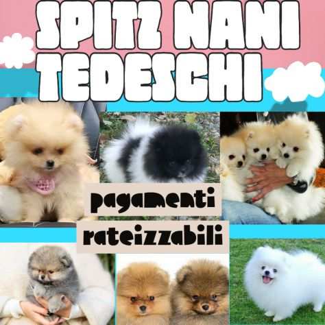 VOLPINO SPITZ DI POMERANIA PAGAMENTO RATEIZZABILE