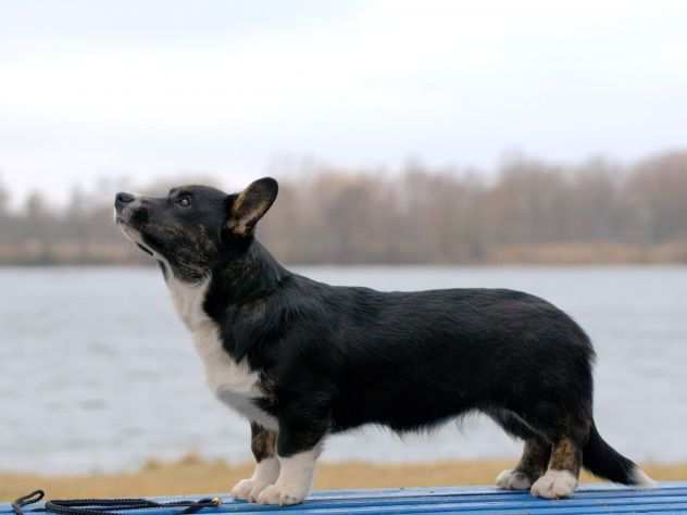 Welsh Corgi Cardigan