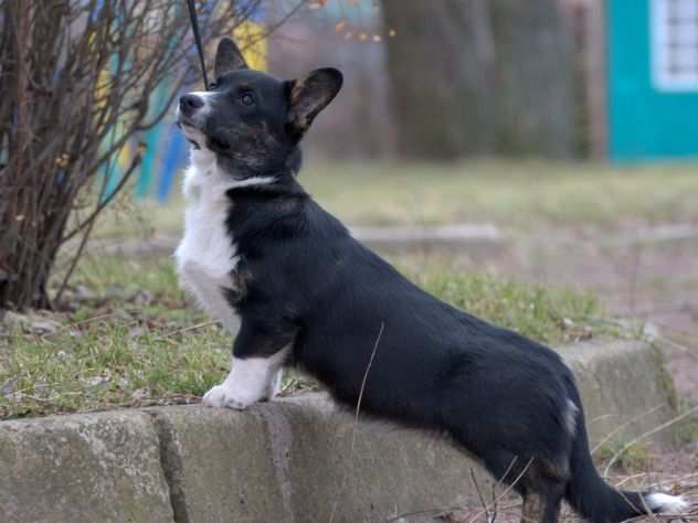 Welsh Corgi Cardigan