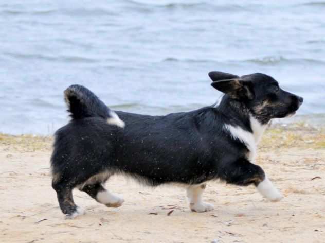 Welsh Corgi Cardigan