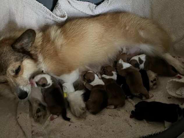 welsh corgi pembroke