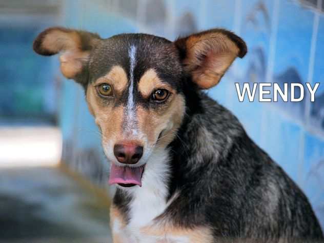 Wendy, taglia piccola, 3 anni cagnolina carina e delicata