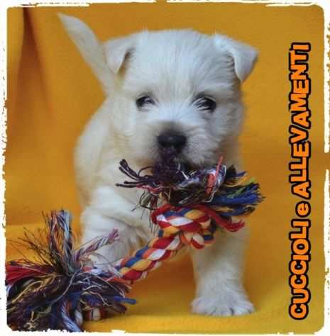 West Highland White Terrier - Allevamento Ric. Enci