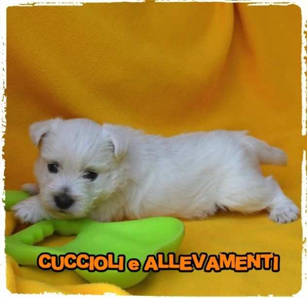 West Highland White Terrier - Allevamento Ric. Enci