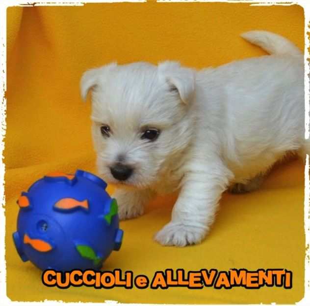 West Highland White Terrier - Allevamento Ric. Enci