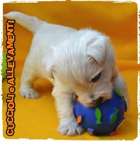 West Highland White Terrier - Allevamento Ric. Enci