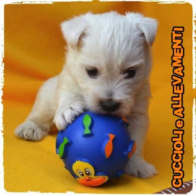 West Highland White Terrier - Allevamento Ric. Enci