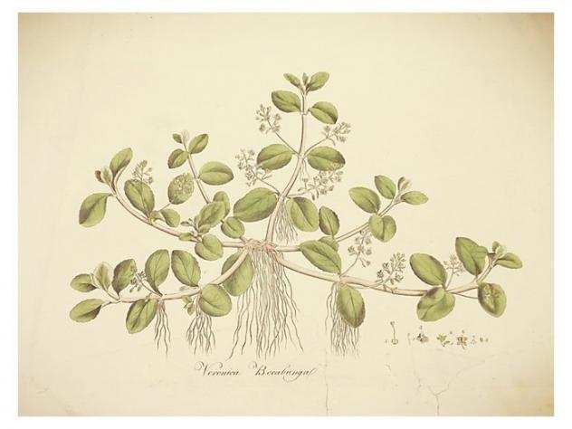 William Curtis - Flora Londinensis containing a History of the Plants indigenous to Great Britain - 1817