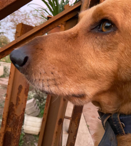 WILLY 7-8anni sta perdendo la sua mamma URGENTE