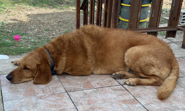 WILLY 7-8anni sta perdendo la sua mamma URGENTE