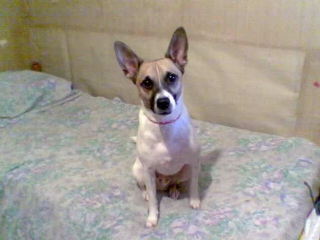 WILLY, mix jack russell