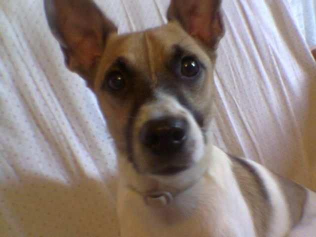 WILLY, mix jack russell