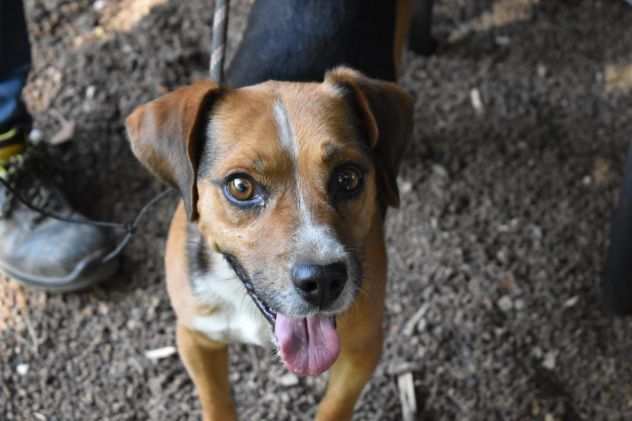 Winton derivato Beagle, taglia medio piccola in adozione