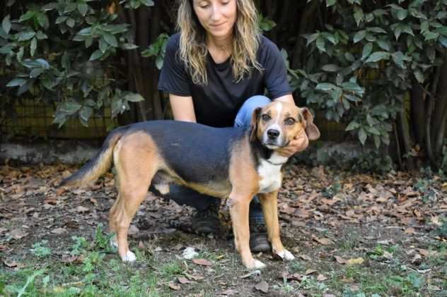 Winton derivato Beagle, taglia medio piccola in adozione