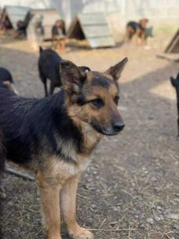 WOLFY, dolce pastorino dimenticato.