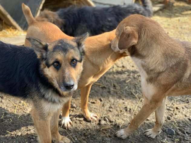 WOLFY, dolce pastorino dimenticato.