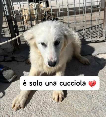 XENIA CUCCIOLA SIMIL MAREMMANO 7 MESI IN CANILE