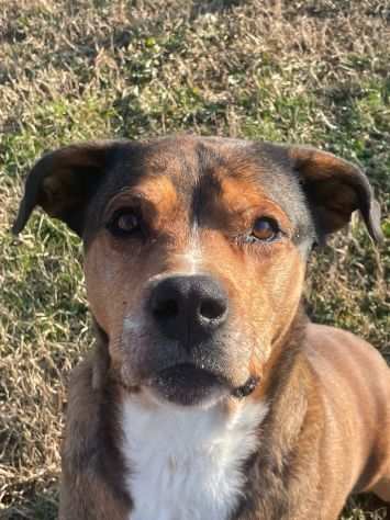 YAGO SPLENDIDO CAGNOLONE DA ADOTTARE SUBITO