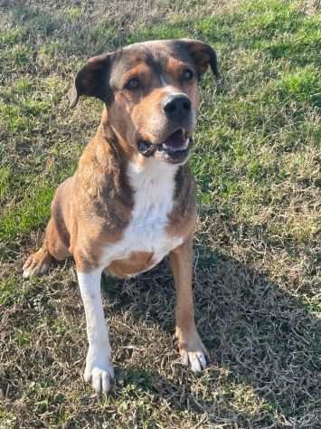 YAGO SPLENDIDO CAGNOLONE DA ADOTTARE SUBITO