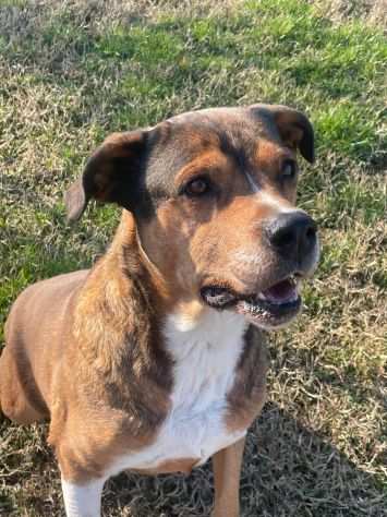 YAGO SPLENDIDO CAGNOLONE DA ADOTTARE SUBITO