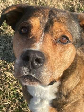 YAGO SPLENDIDO CAGNOLONE DA ADOTTARE SUBITO